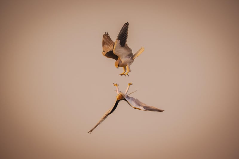 Flock of Birds